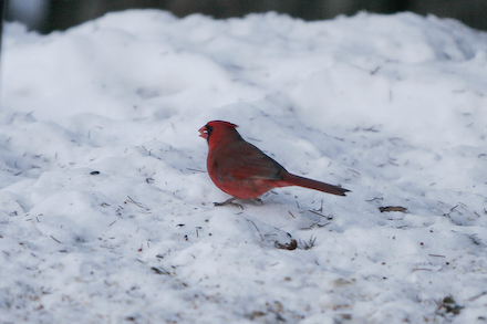 Early morning Cardinal gets some feed.
