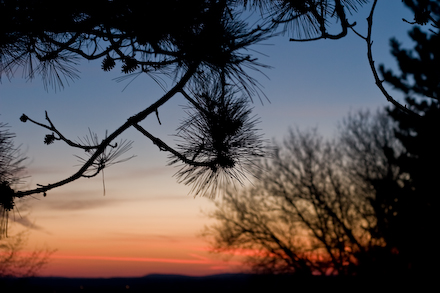 Sunset through the pine