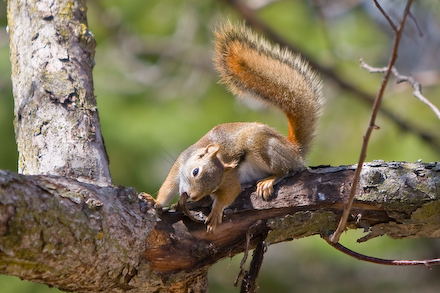 “This piece of bark is bugging me!”