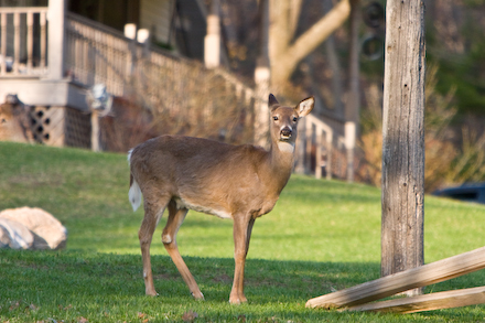 Must be someones new pet.