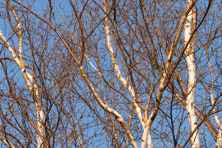 Who can resist birch against blue sky?