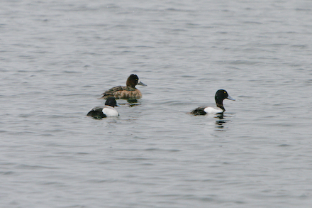 Lesser Scaup