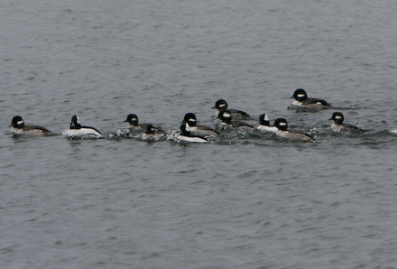 Bufflehead