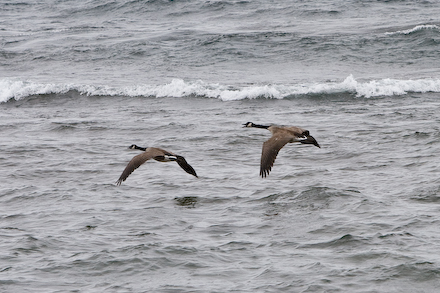 Wilma giving Harold and earful