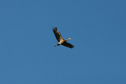 web440-_mg_0701 Sandhill Crane surveying the audience