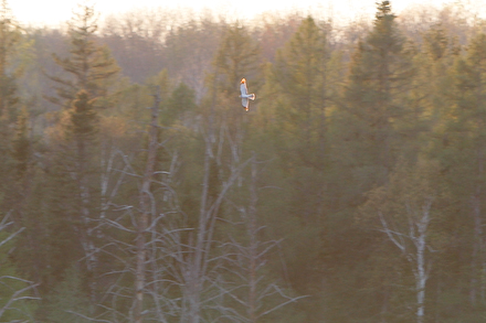 web440-_mg_0770 Hawk checking out the buffet