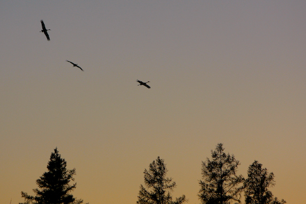 web440-_mg_0830 Cranes in formation