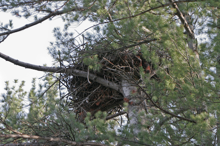 The Nest