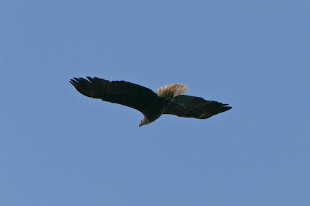 Large Female Bald Eagle