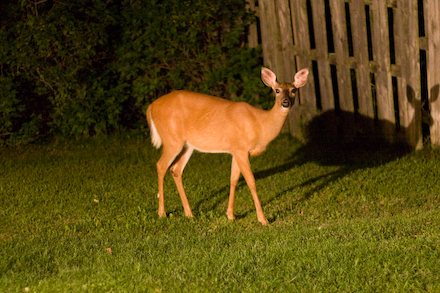 Not just any old deer, but a deer in my backyard.