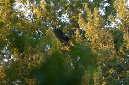 web440-_mg_0383 The immature in a little better light.