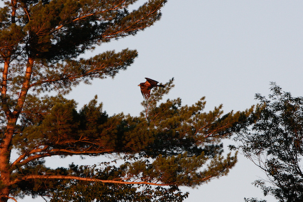web440-_mg_0407 The newest member displaying eagle like form.
