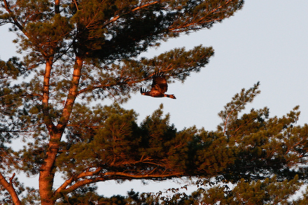 web440-_mg_0408 The newest member showing off a bit.
