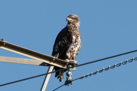 web440-_mg_2166 Immature Bald Eagle