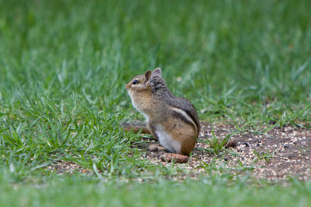 web440-_mg_4123 Mr. Chippy!