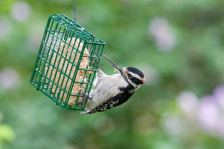 web440-_mg_4520 Downy Woodpecker with odd beak