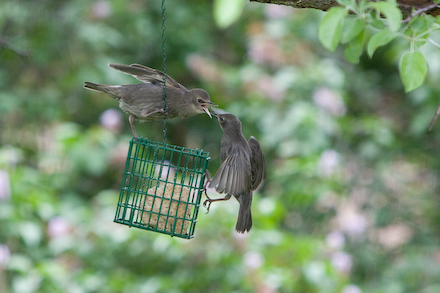 web440-_mg_4721 Young Starlings in conflict