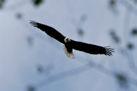 An adult circling the nest.