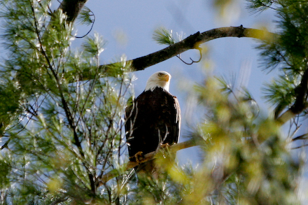 One of the adults watches over the nest.