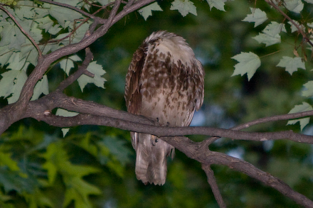 Sleeping Red-tailed Hawk