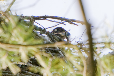 An eaglet peers over the nest.