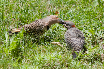 web440-_mg_8081 Flicker feeding