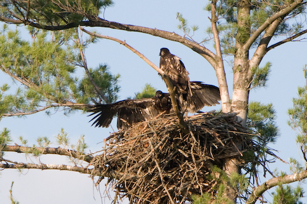 web440-_mg_81771 Two eagle fledglings waiting for their feathers to fill in.