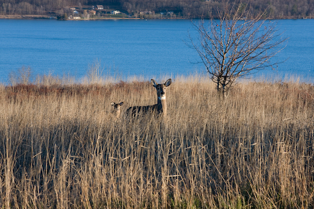 web440-_mg_8688 Staying out of the woods on opening day.