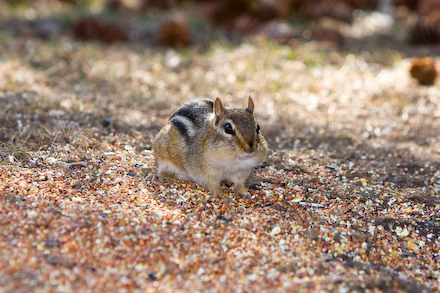 web440-_mg_5954 Checking out the goofy dude taking pictures.