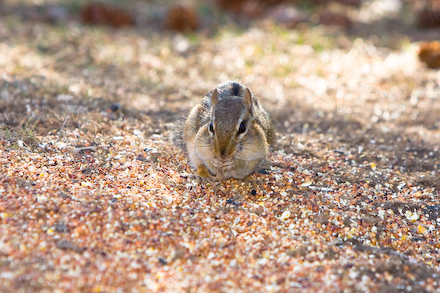 web440-_mg_5956 Filling the mouth with the tasty morsels.