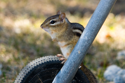 web440-_mg_5960 Another Mr Chippy... or maybe its a Mrs. How can you tell?!?