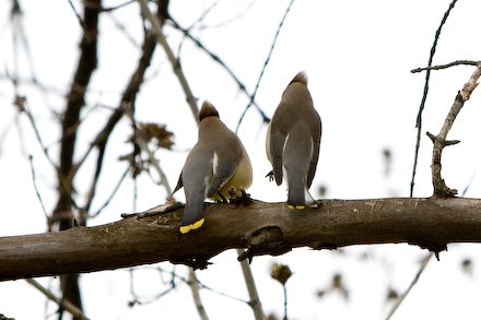 web440-_mg_7547 web440-_mg_7547