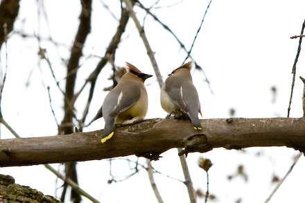 web440-_mg_7550 web440-_mg_7550