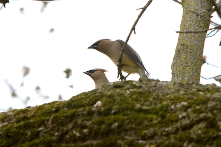 web440-_mg_7559 web440-_mg_7559