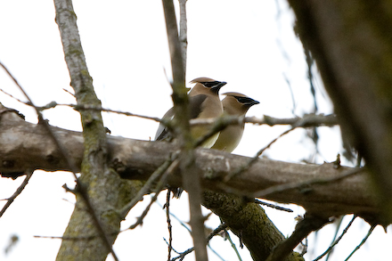 web440-_mg_7566 web440-_mg_7566