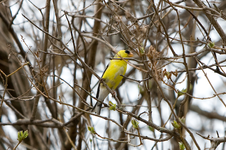 web440-_mg_7588 web440-_mg_7588