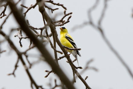 web440-_mg_7597 web440-_mg_7597