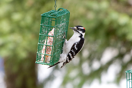 web440-_mg_7604 web440-_mg_7604