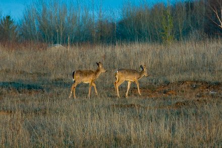 web440-_mg_7622 web440-_mg_7622